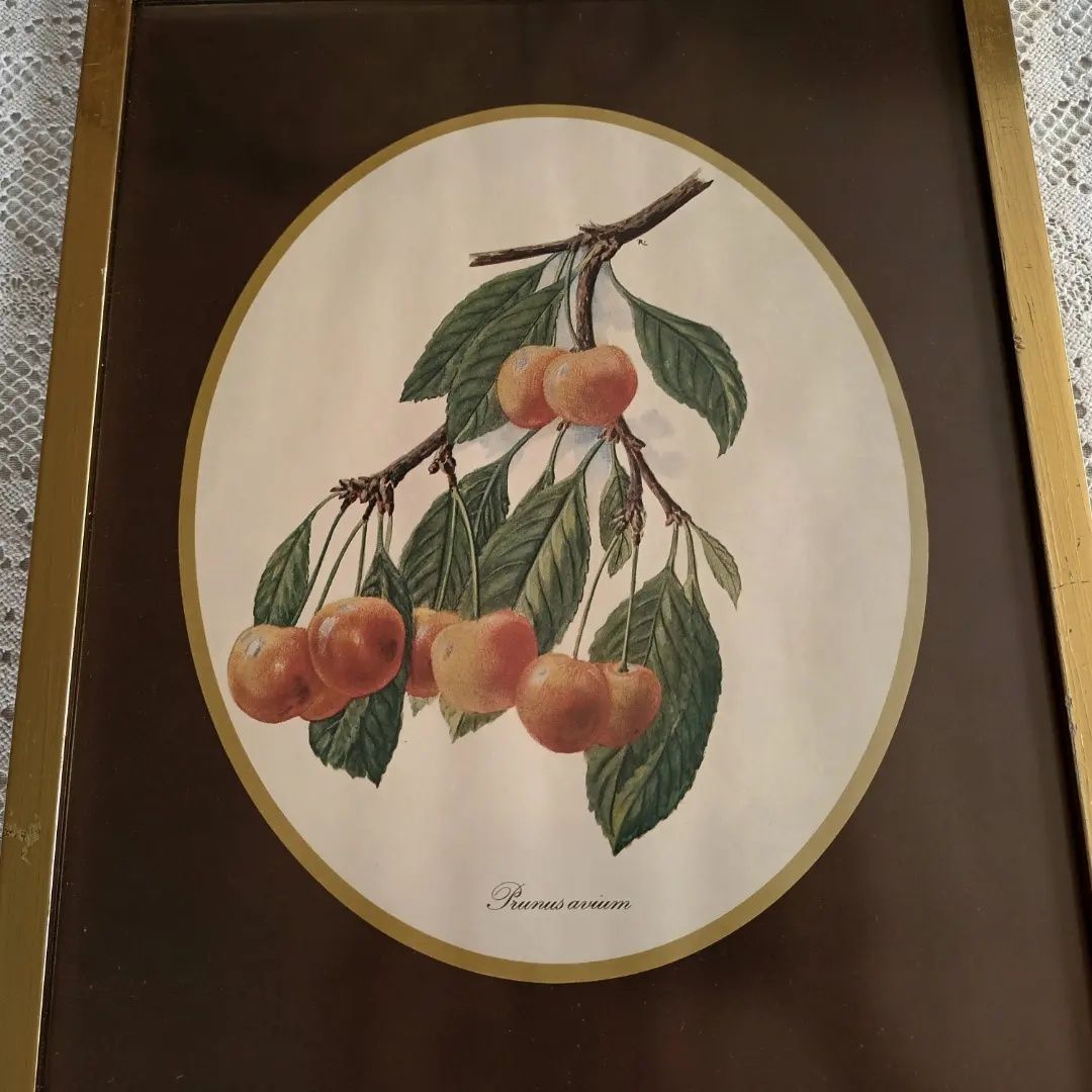 Grafika obraz wiśnia ptasia Prunus avium