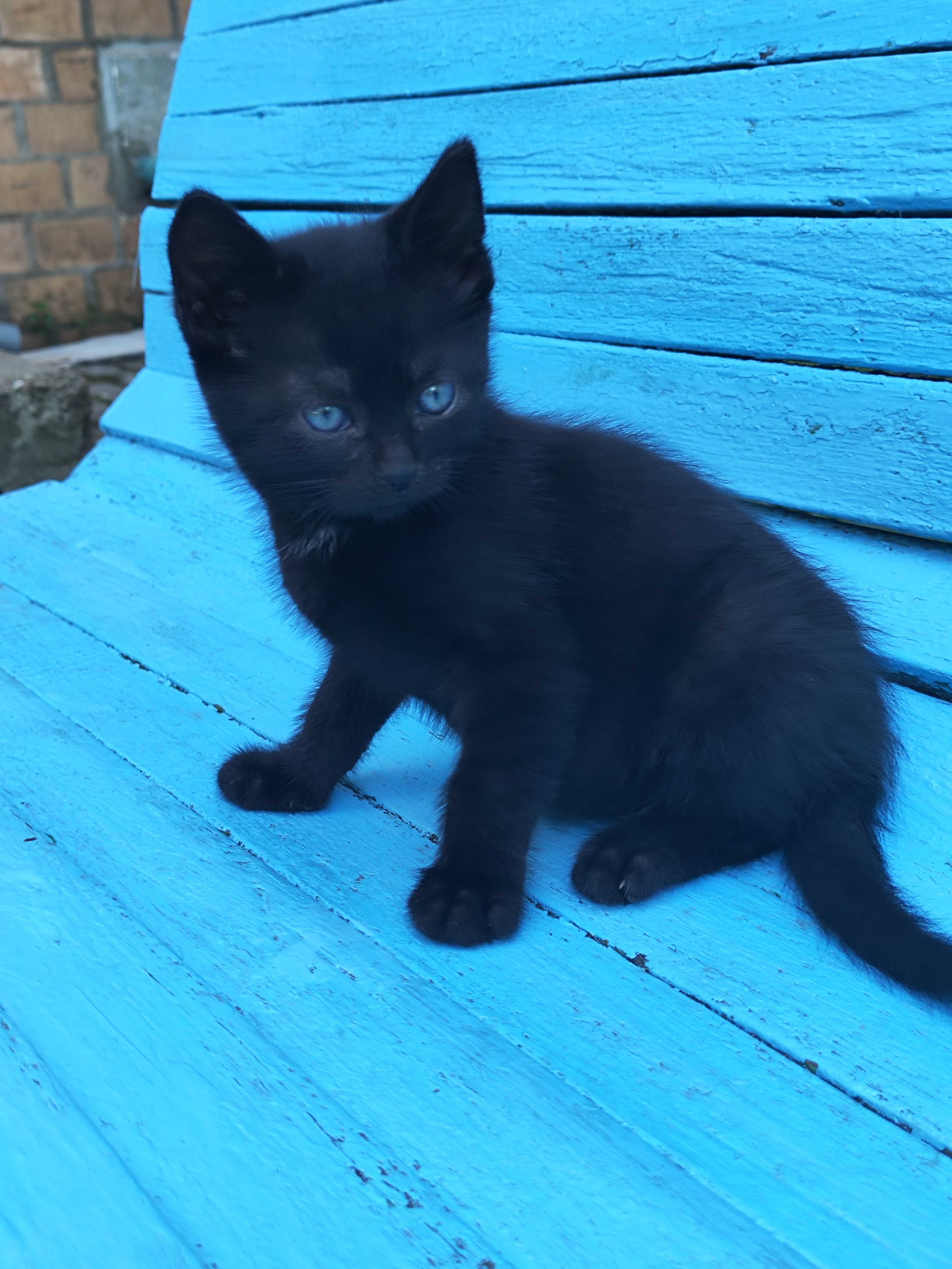 Котята кошеня шукає маму