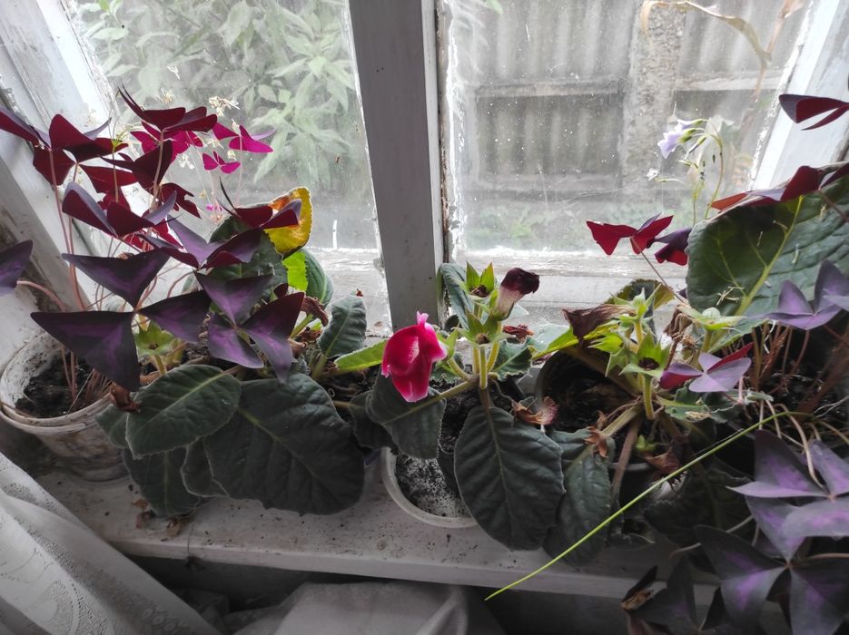 Комнатные растения