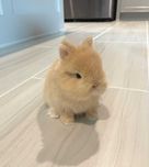 Coelhos anões mini + gaiola nova + alimentação adequada