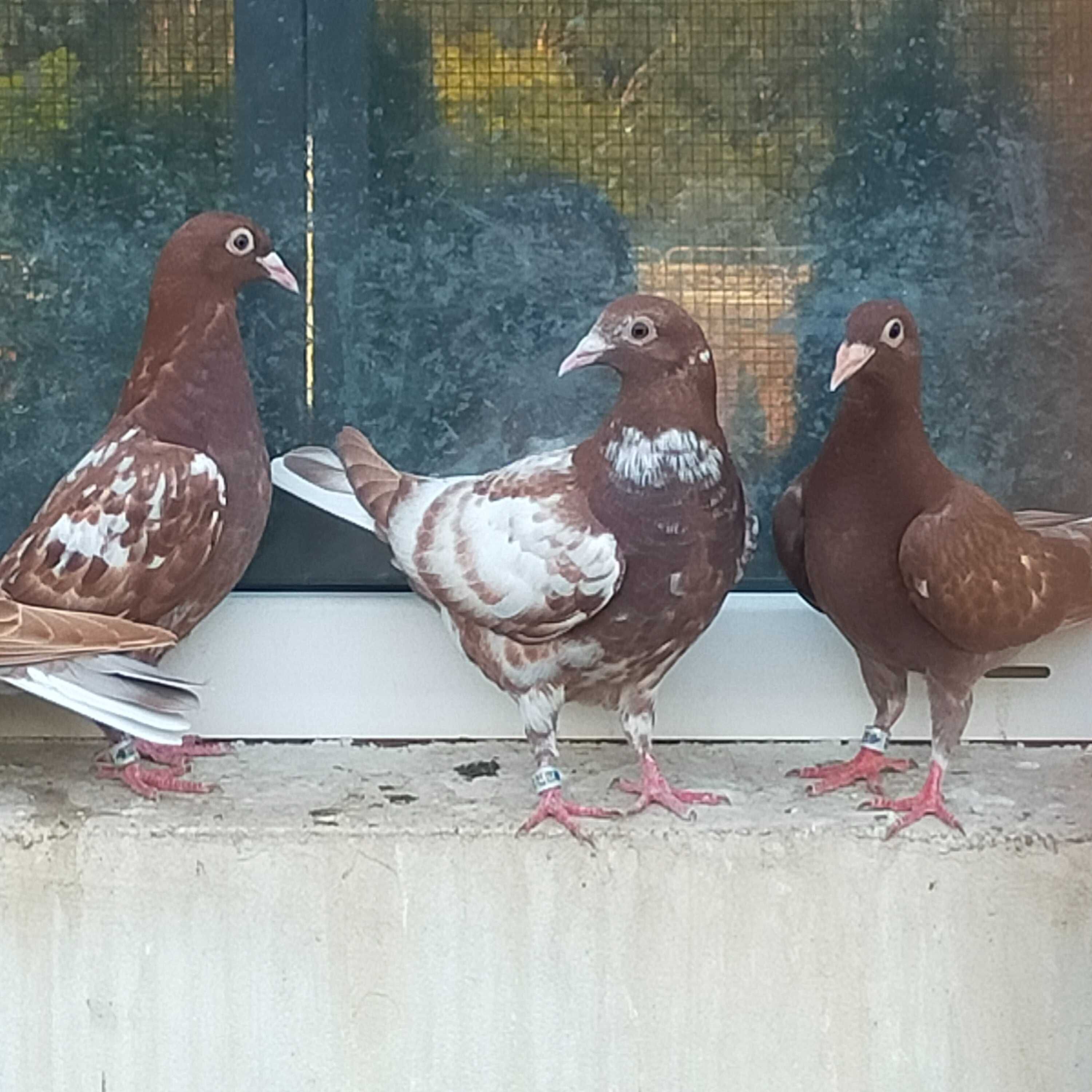 Młode gołębie tygrysy, mulemansy
