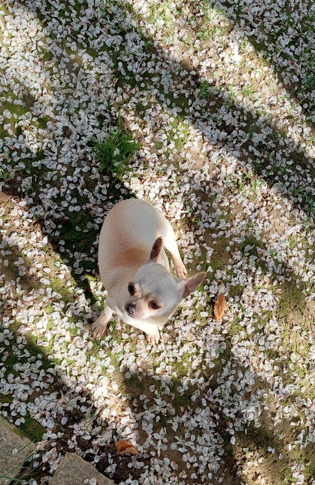 Suczka chihuahua