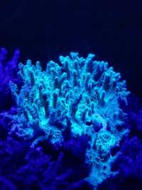 Frag Coral cabbage leather (sinularia green)