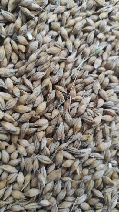 Jęczmień Jary 2025