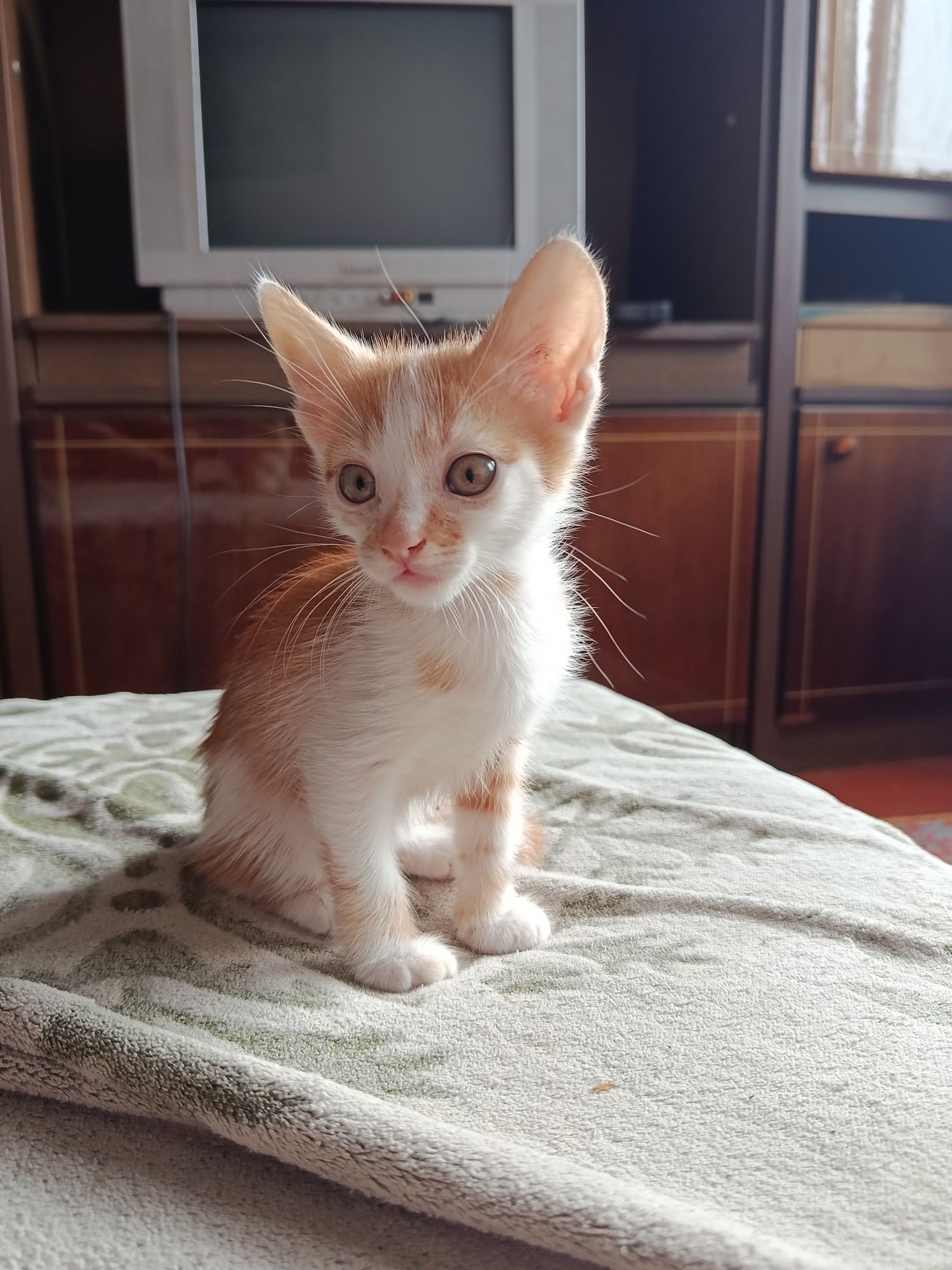 Віддаю котиків, зупинка Ювілейна