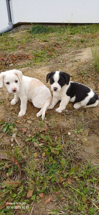 Oddam pieski za darmo
