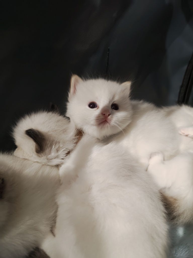 Ragdoll kotka kocur