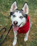 Husky Vambi traci nadzieję na dom!