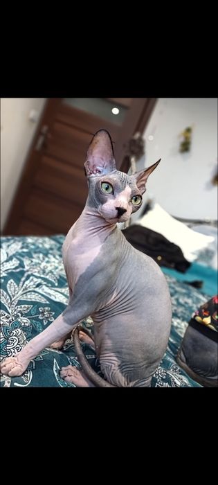 Kotka Sfinks kanadyjski FPL