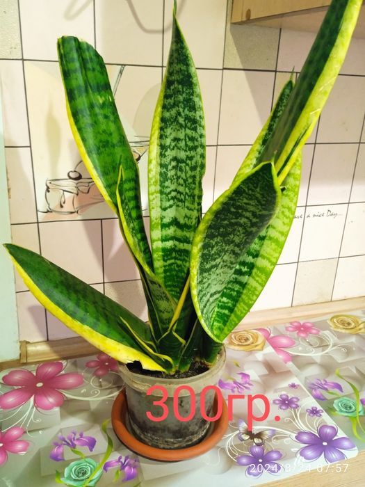 Сансевиерия, сансевьера, санса