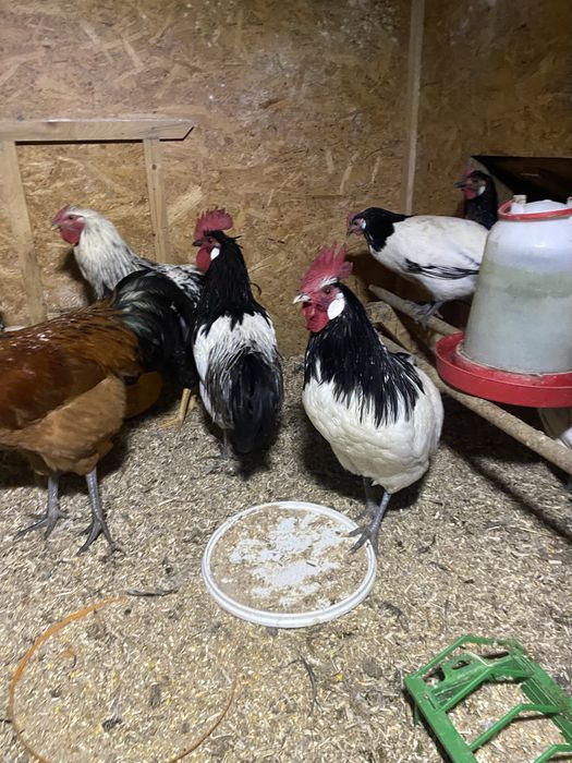 Kogut kakefender + kurka