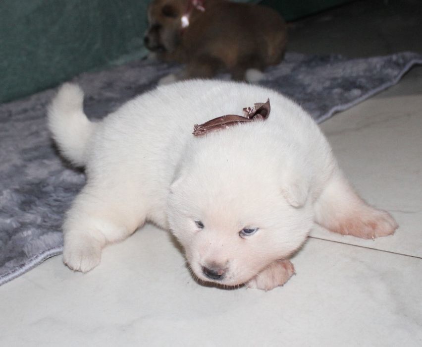 Akita Japońska (Inu )