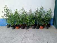 Eugénias Myrtifolia