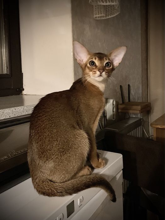 Буня абиссинский котик