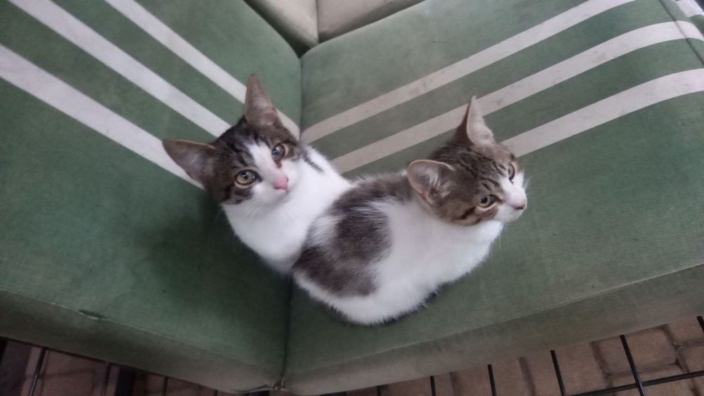 Ищем дом для котят