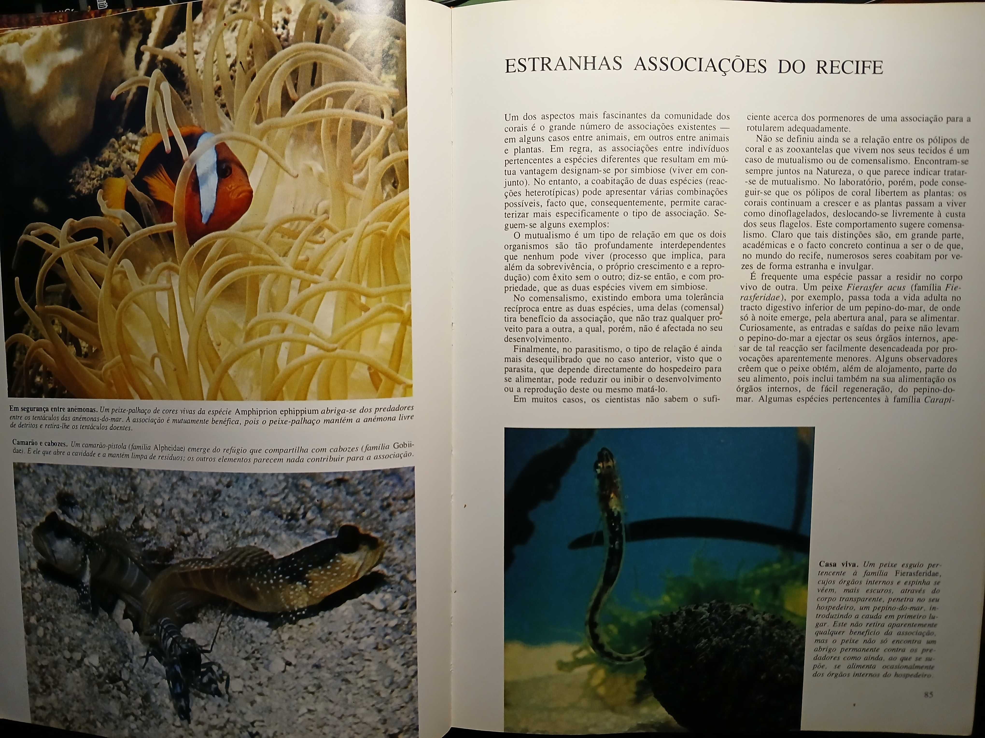 Segredos do Mar - O Mundo Fascinante dos Oceanos e das Ilhas
