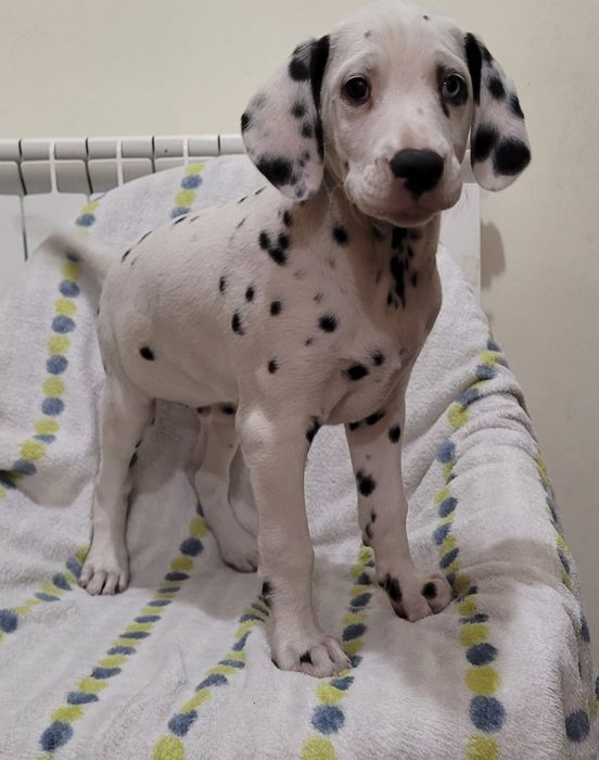 Dálmata macho com 2 meses