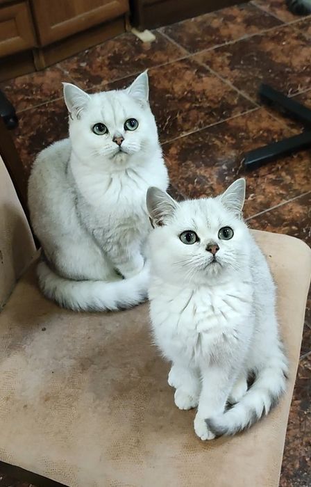 Серебристые шиншиллки мальчики