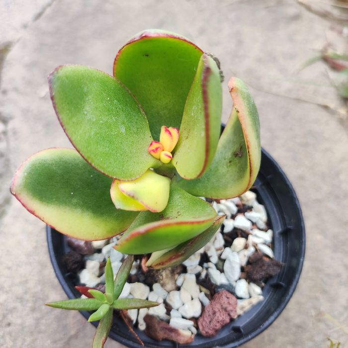 echeveria suyon crassula aeonium