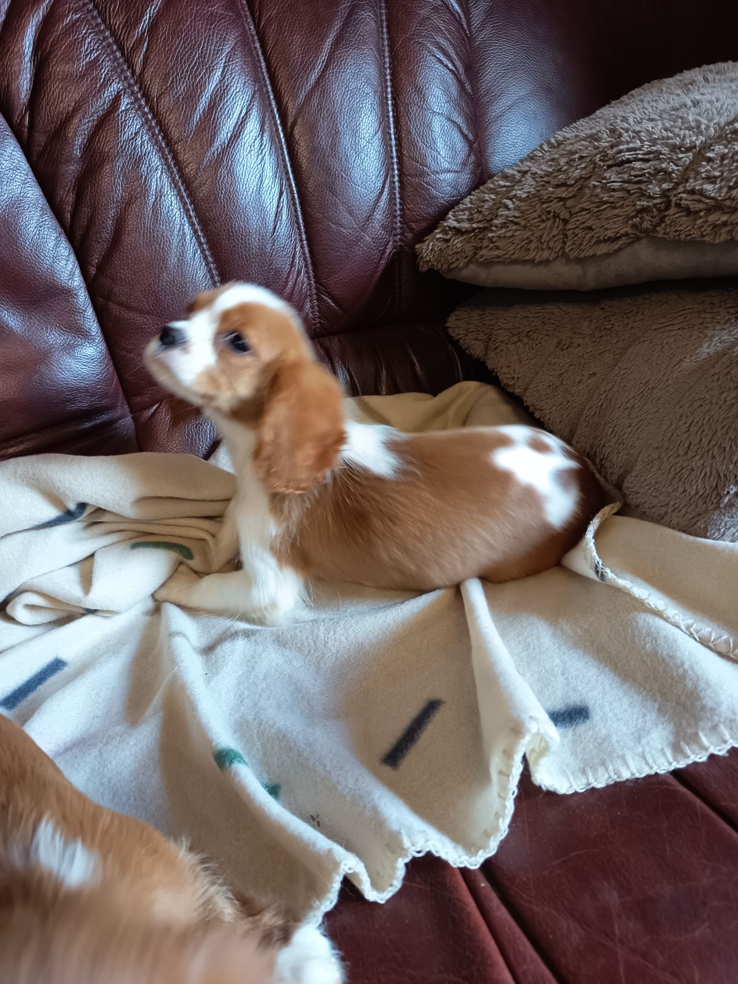 Cavalier King Charles