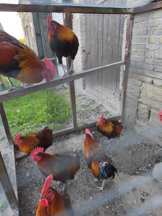 Koguty zielononóżki