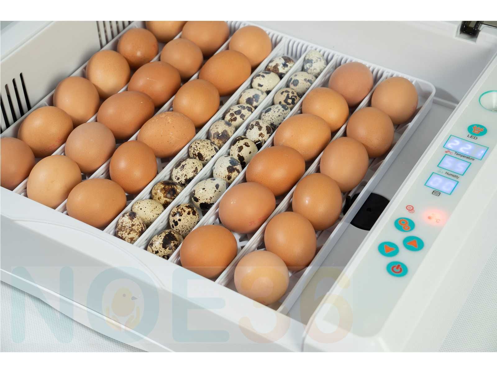 Inkubator AUTOMATYCZNY NOE 36 UNIWERSALNY na jaja kurze gęsie bażancie