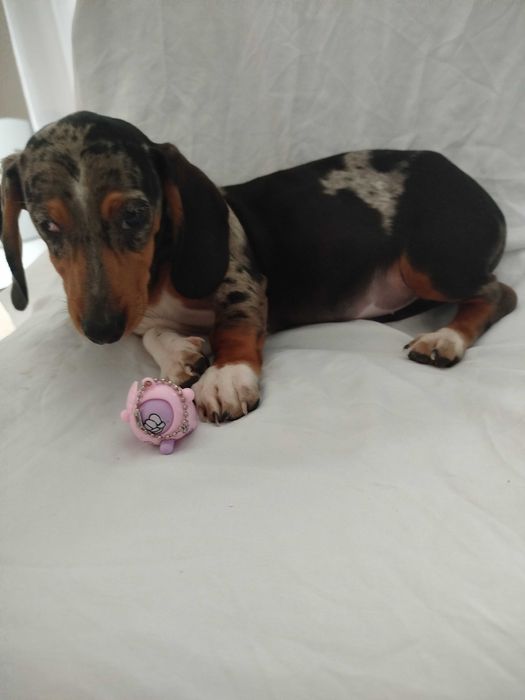 Jamnik suczka merlle