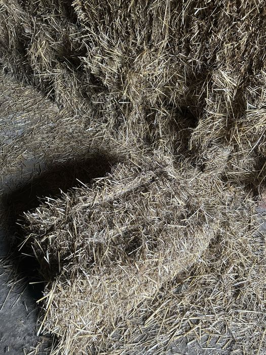 Słoma w kostkach owies