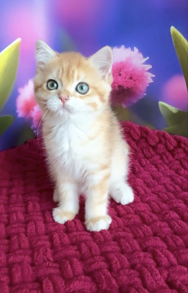 Хлопчик британський золотий котик