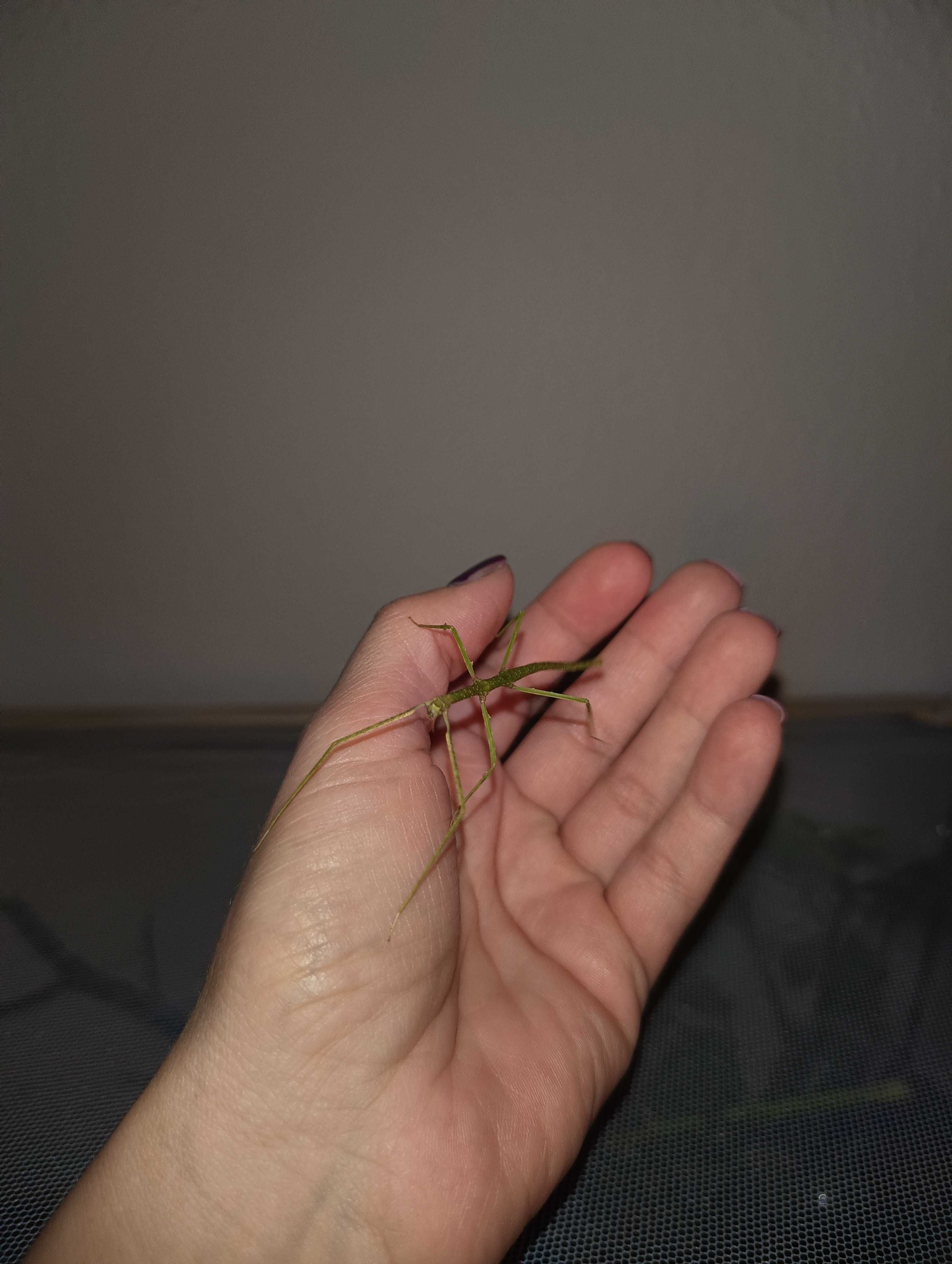 Młode patyczaki oddam w dobre ręce