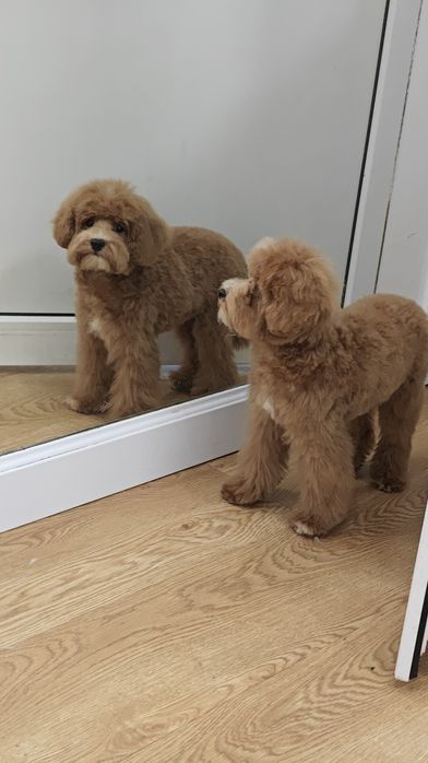 Грумінг. Послуги грумера, стрижка та експрес-лінька собак.