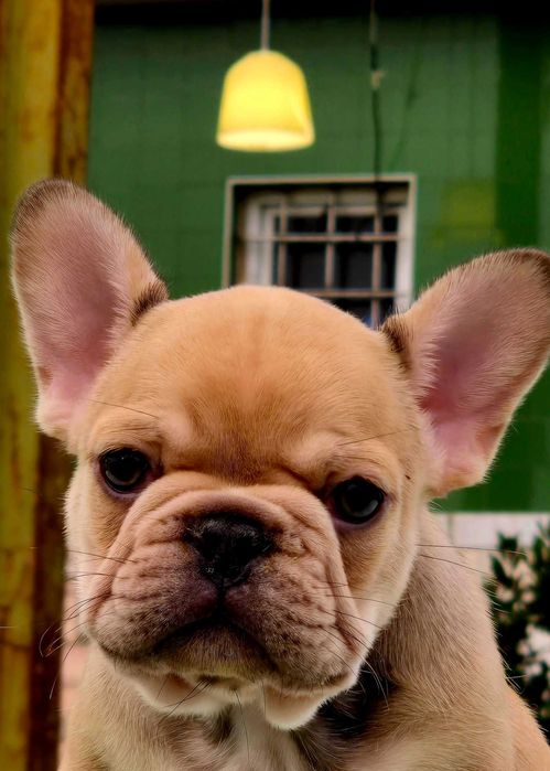 Bulldog francês Macho