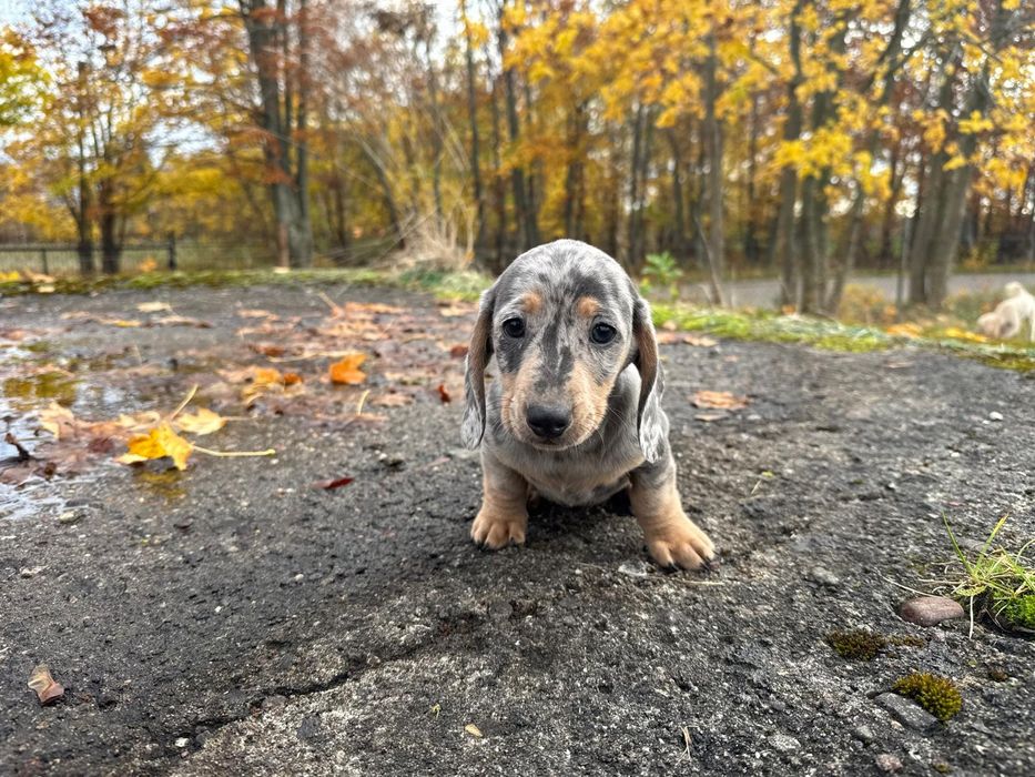 jamnik miniaturowy piesek merlle