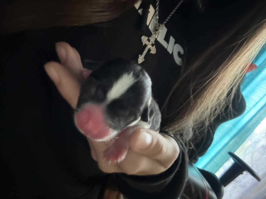 Piesek Szczeniak malutka suczka  ZAREZERWOWANA