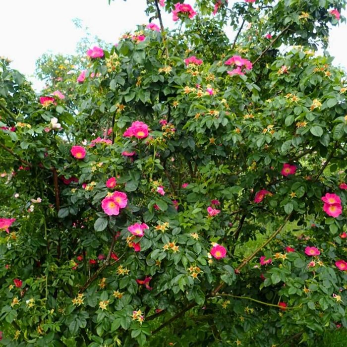 Róża dzika kopana z gruntu