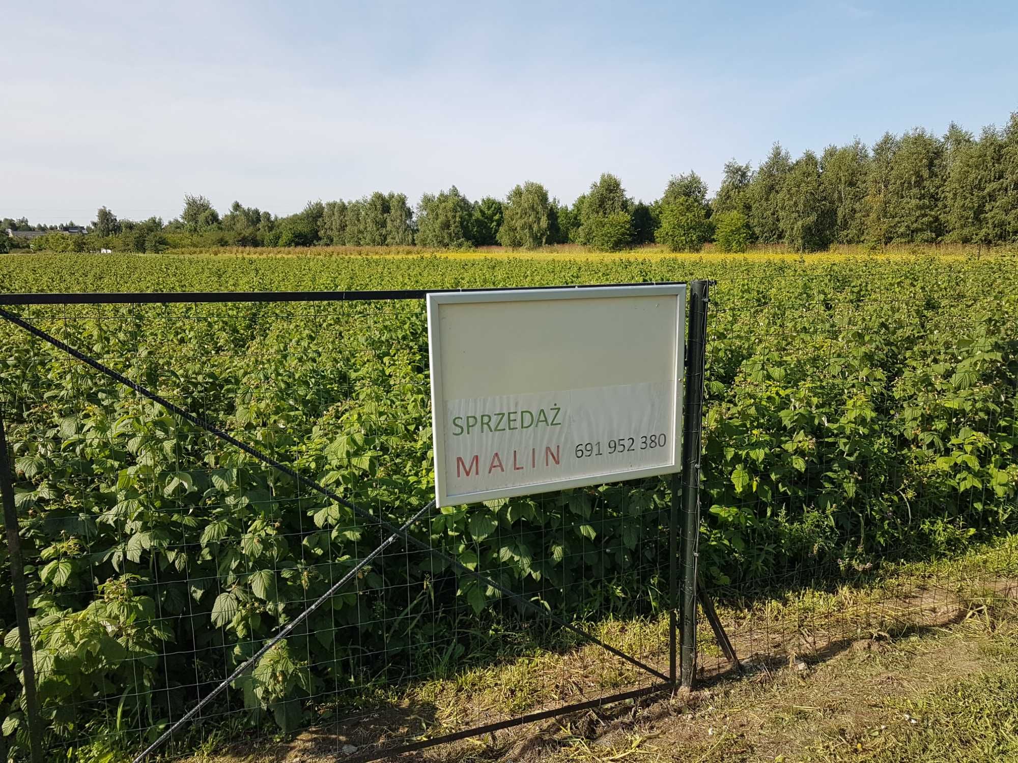 Świeze maliny z własnej  plantacji  ekologicznej