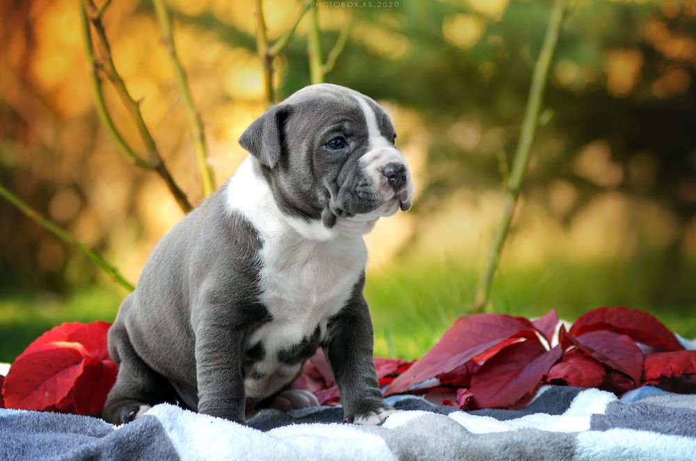 Дві гарнюні цукерочки блакитні дівчинки ..