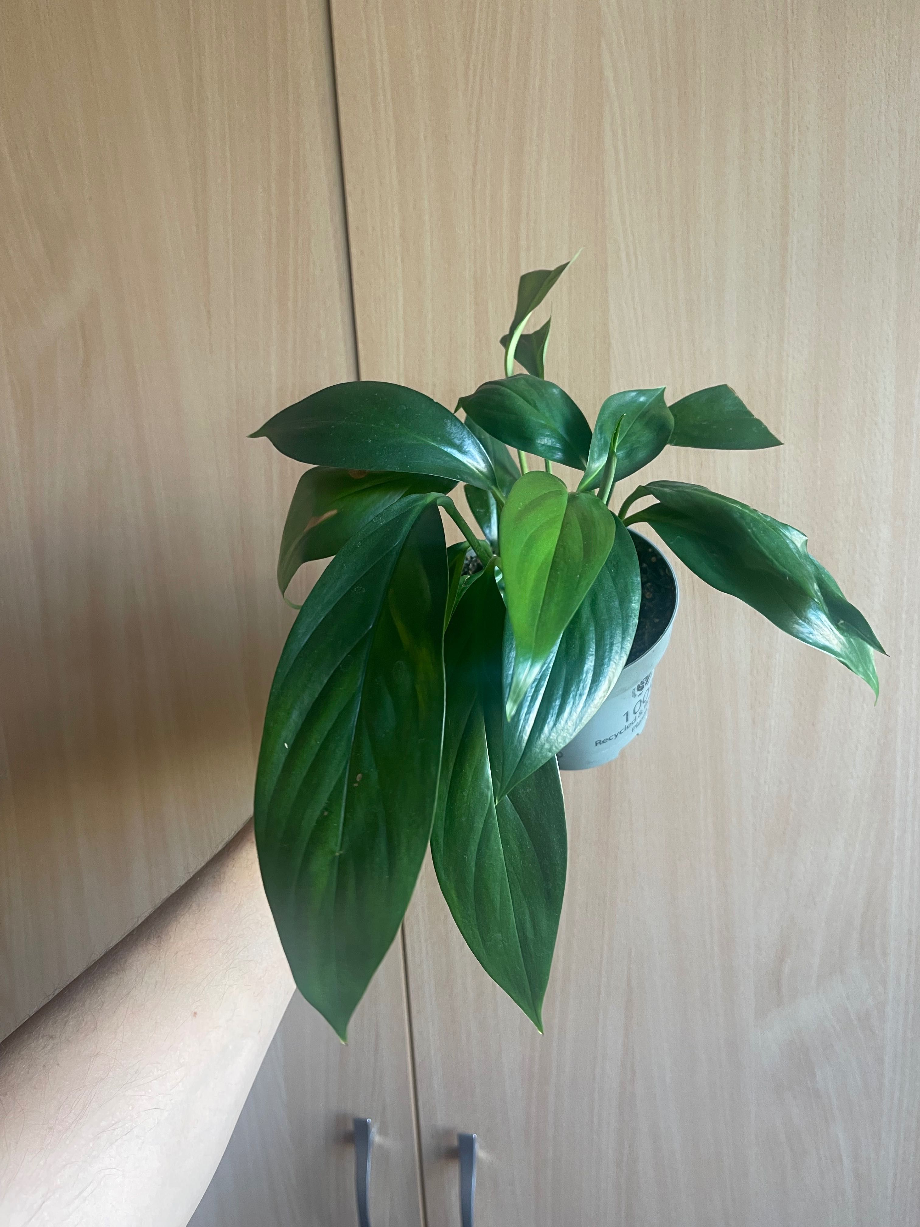 Epipremnum amplissimum