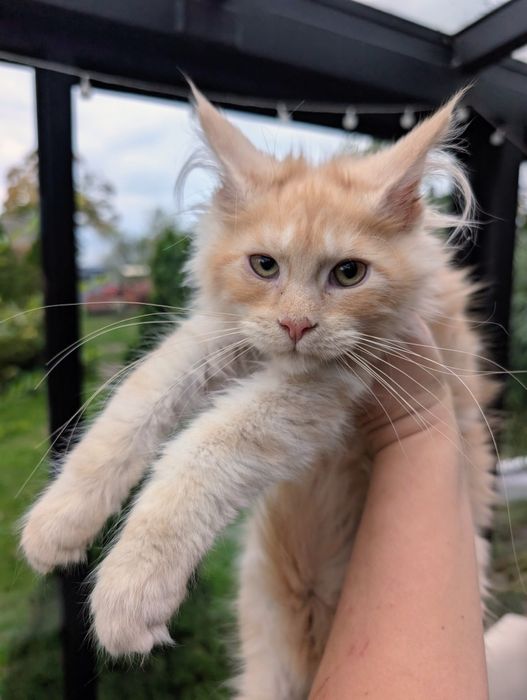 Kocurek Aslan Maine Coon rudy srebrzysty. Zapraszamy