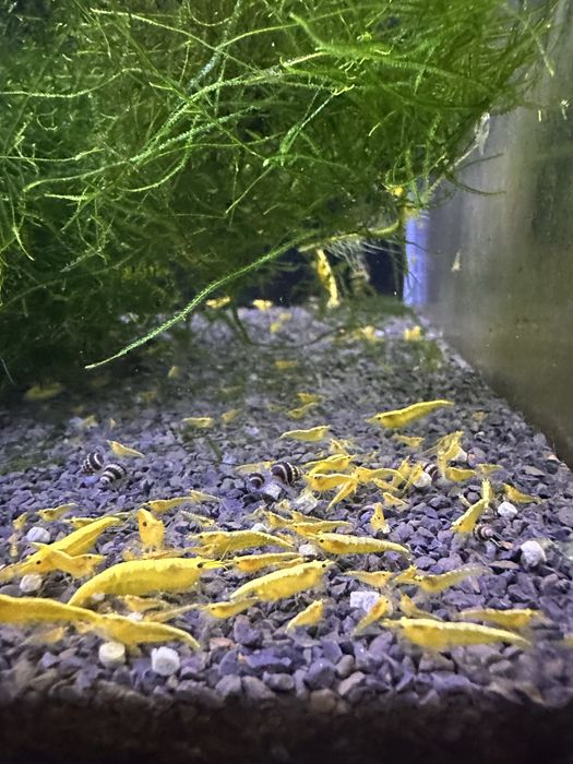 Neocaridinas Yellow Golden Back