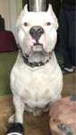 Аргентинський дог, Dogo Argentino, Аргентинский дог, вязка, злучка.
