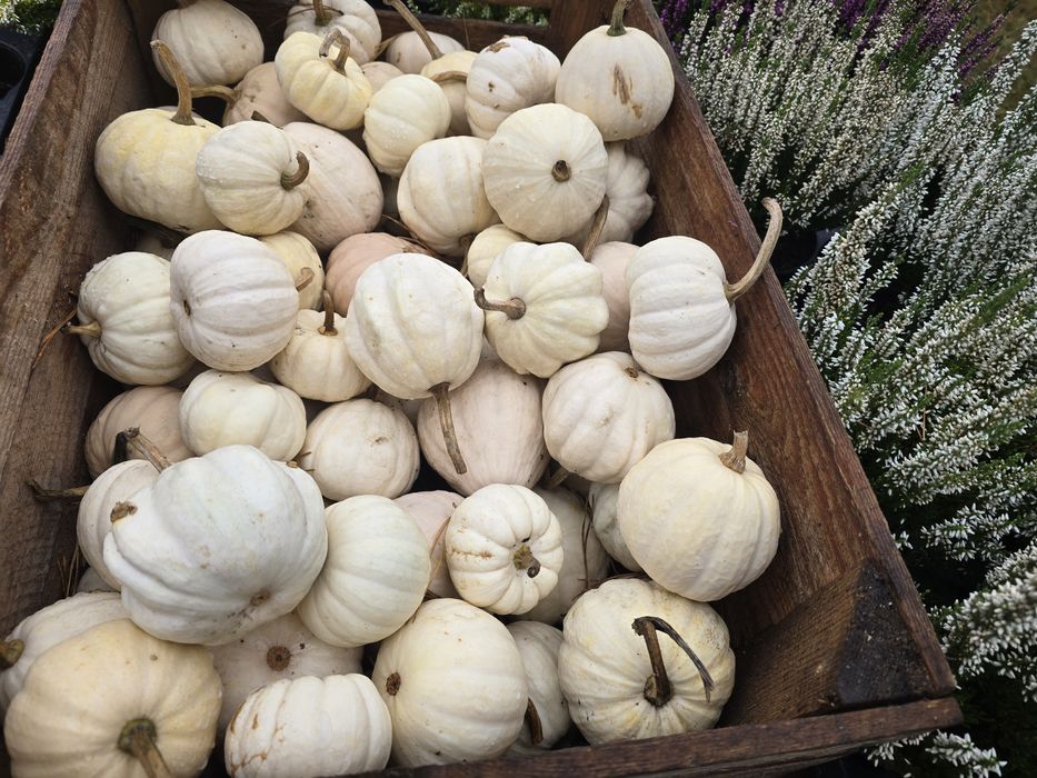 Mini dynie - Baby Boo ozdobne