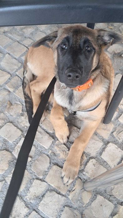 Pastora belga malinois com lop
