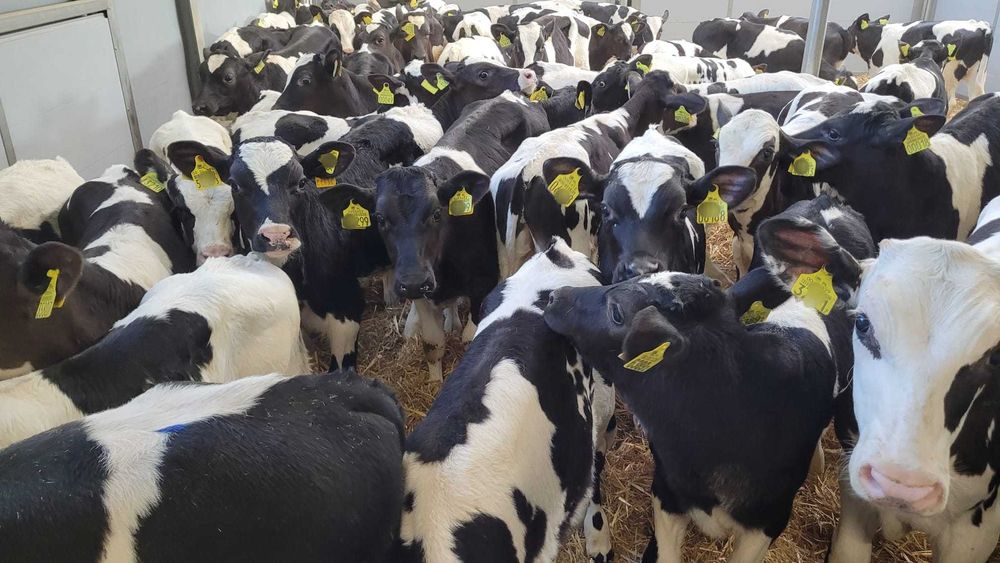 Byczki i Jałówki Cielęta 50-100kg POLSKIE