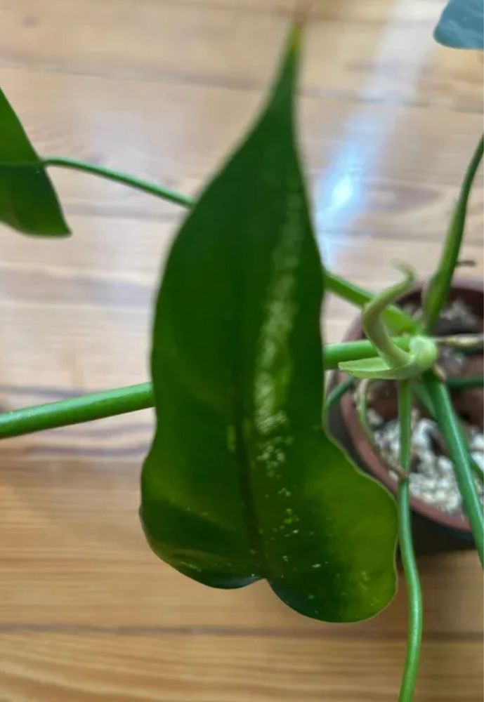 Philodendron Domesticum variegata