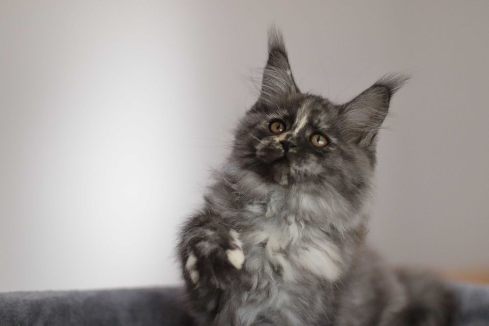 Gatinha maine coon - LOP