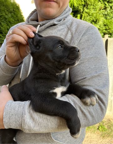 Cane Corso Piesek