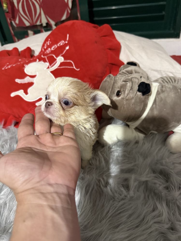 Lindo menino chihuahua pêlo longo