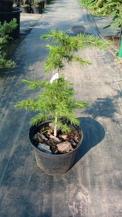 Туя смарагд, туя брабант, кедр