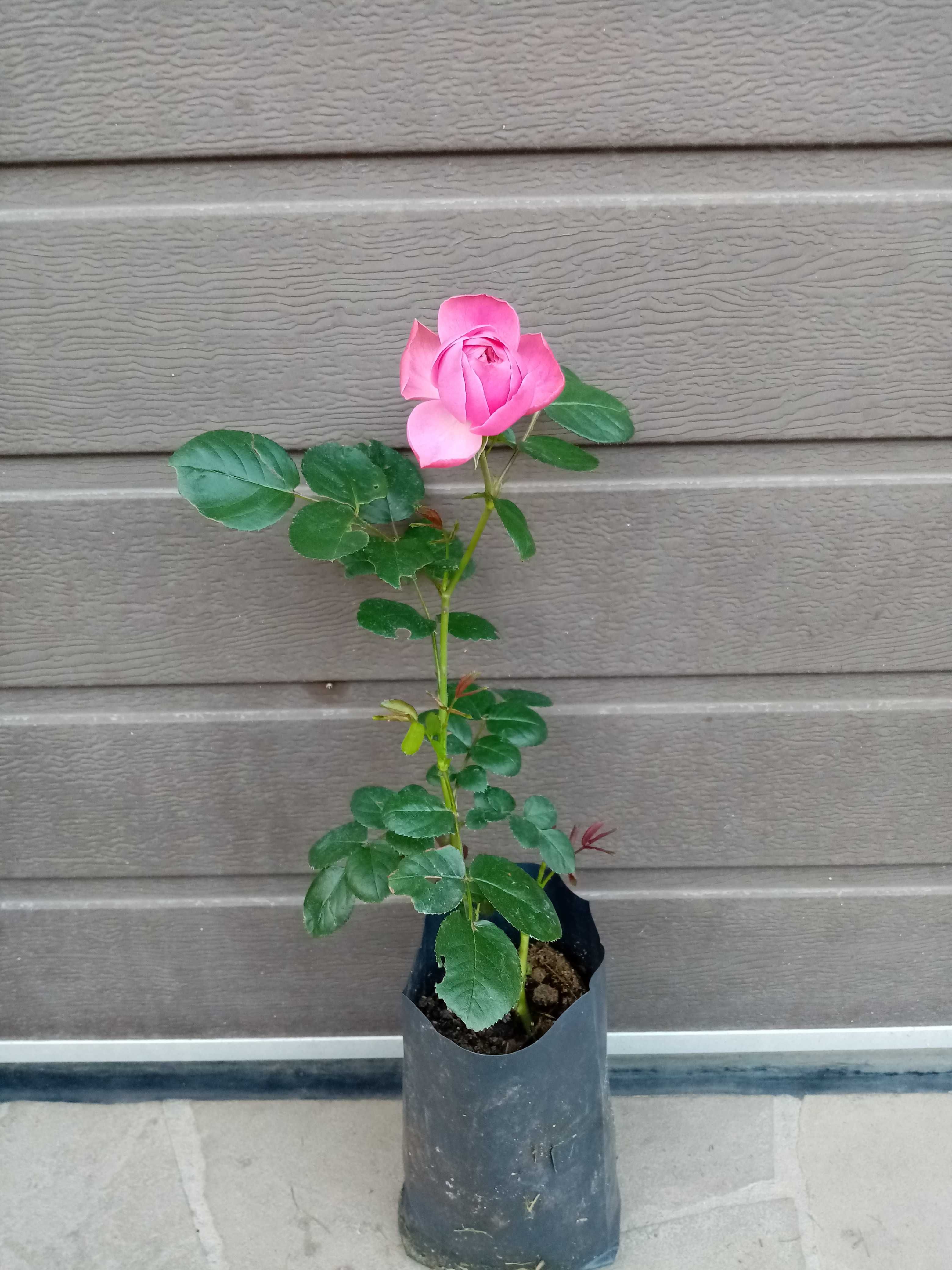Саженцы роз Пьер де Ронсар и Леонардо